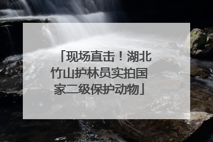 现场直击！湖北竹山护林员实拍国家二级保护动物