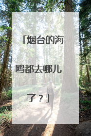 烟台的海鸥都去哪儿了？