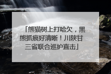 熊猫树上打哈欠，黑熊抓痕好清晰！川陕甘三省联合巡护直击