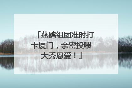 燕鸥组团准时打卡厦门，亲密投喂大秀恩爱！