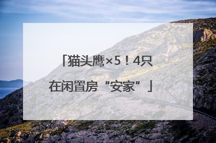 猫头鹰×5！4只在闲置房“安家”