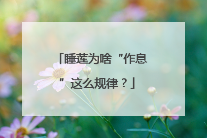 睡莲为啥“作息”这么规律？