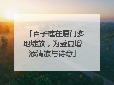 百子莲在厦门多地绽放，为盛夏增添清凉与诗意