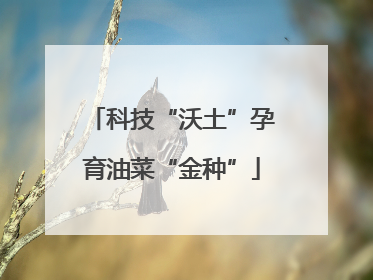 科技“沃土”孕育油菜“金种”