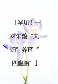 罕见！一对朱鹮“夫妇”养育“四胞胎”