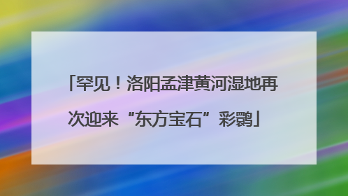 罕见！洛阳孟津黄河湿地再次迎来“东方宝石”彩鹮