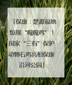 保康：楚源福地惊现“嘎嘎鸡”！国家“三有”保护动物石鸡亮相保康沿河公园