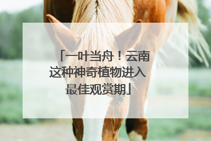 一叶当舟！云南这种神奇植物进入最佳观赏期