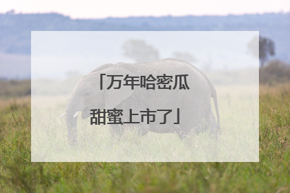 万年哈密瓜甜蜜上市了