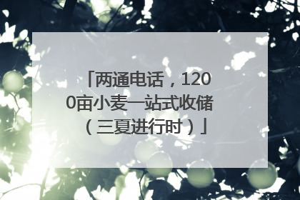 两通电话，1200亩小麦一站式收储（三夏进行时）