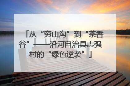 从“穷山沟”到“茶香谷”——沿河自治县志强村的“绿色逆袭”