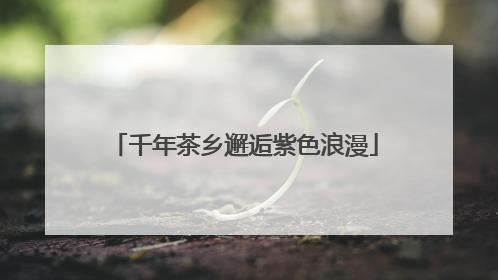 千年茶乡邂逅紫色浪漫