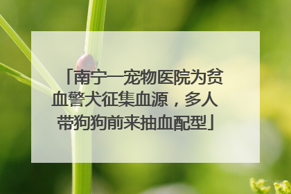 南宁一宠物医院为贫血警犬征集血源，多人带狗狗前来抽血配型