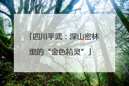 四川平武：深山密林里的“金色精灵”