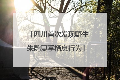 四川首次发现野生朱鹮夏季栖息行为