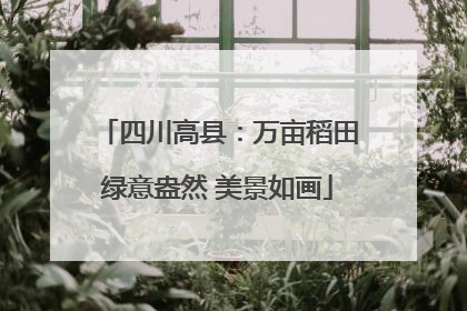 四川高县：万亩稻田绿意盎然 美景如画