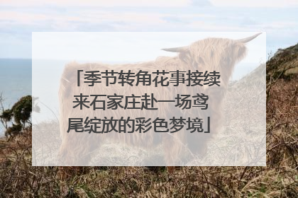 季节转角花事接续 来石家庄赴一场鸢尾绽放的彩色梦境