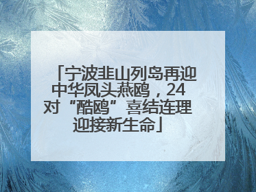 宁波韭山列岛再迎中华凤头燕鸥，24对“酷鸥”喜结连理迎接新生命