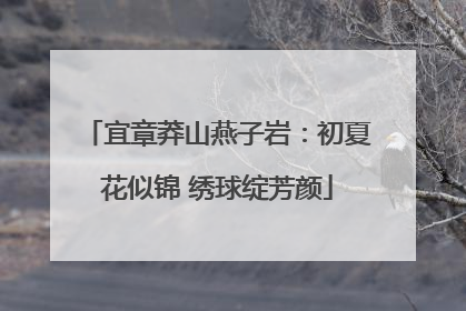 宜章莽山燕子岩：初夏花似锦 绣球绽芳颜