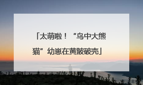 太萌啦！“鸟中大熊猫”幼崽在黄陂破壳