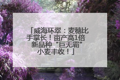 威海环翠：麦穗比手掌长！亩产高1倍 新品种“巨无霸”小麦丰收！
