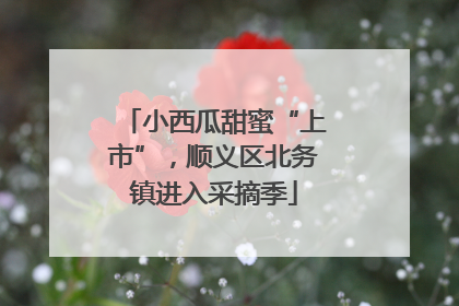 小西瓜甜蜜“上市”，顺义区北务镇进入采摘季