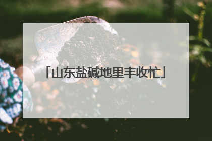 山东盐碱地里丰收忙
