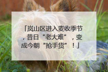 岚山区进入麦收季节，昔日“老大难”，变成今朝“抢手货”！