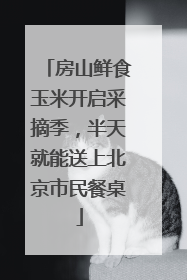房山鲜食玉米开启采摘季，半天就能送上北京市民餐桌