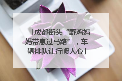 成都街头“野鸡妈妈带崽过马路”，车辆排队让行暖人心