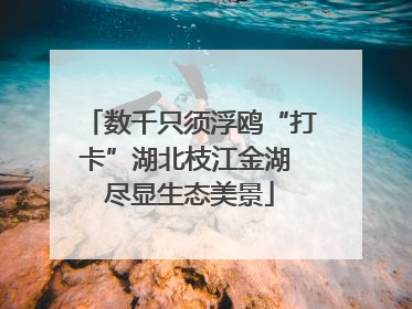 数千只须浮鸥“打卡”湖北枝江金湖 尽显生态美景