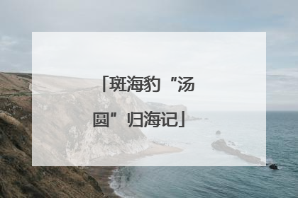 斑海豹“汤圆”归海记
