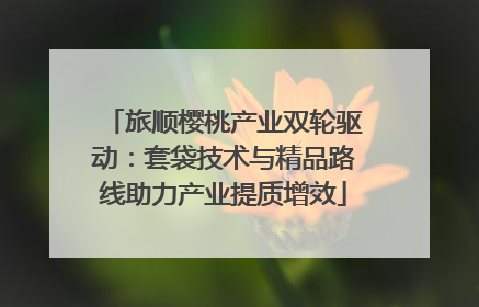 旅顺樱桃产业双轮驱动：套袋技术与精品路线助力产业提质增效