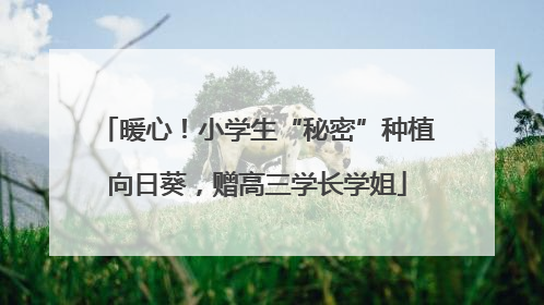 暖心！小学生“秘密”种植向日葵，赠高三学长学姐
