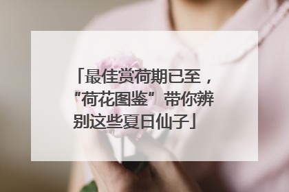 最佳赏荷期已至，“荷花图鉴”带你辨别这些夏日仙子
