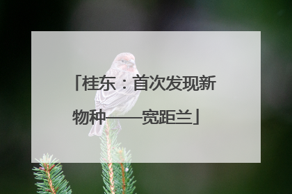 桂东：首次发现新物种——宽距兰