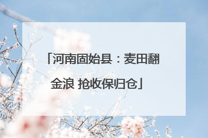 河南固始县：麦田翻金浪 抢收保归仓