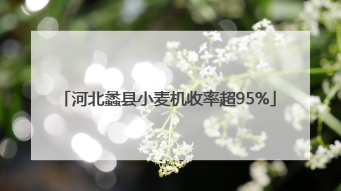 河北蠡县小麦机收率超95%
