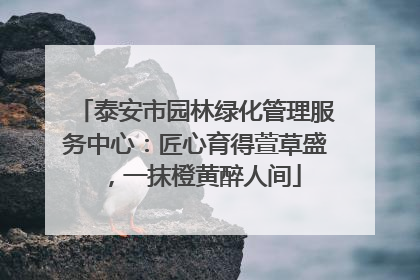 泰安市园林绿化管理服务中心：匠心育得萱草盛，一抹橙黄醉人间
