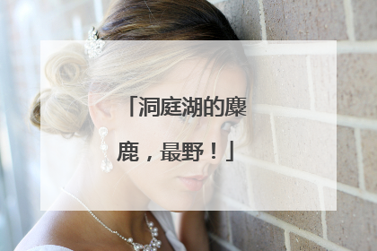 洞庭湖的麋鹿，最野！
