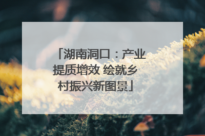 湖南洞口：产业提质增效 绘就乡村振兴新图景