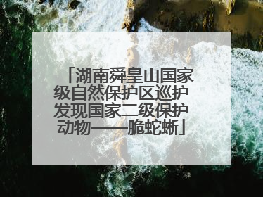 湖南舜皇山国家级自然保护区巡护发现国家二级保护动物——脆蛇蜥