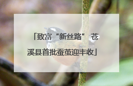 致富“新丝路” 苍溪县首批蚕茧迎丰收