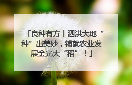 良种有方丨泗洪大地“种”出美妙，铺就农业发展金光大“稻”！