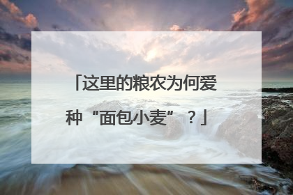 这里的粮农为何爱种“面包小麦”？
