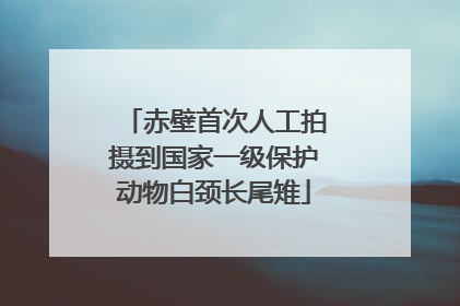 赤壁首次人工拍摄到国家一级保护动物白颈长尾雉
