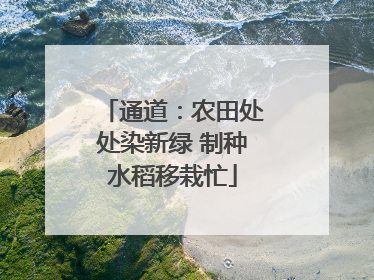 通道：农田处处染新绿 制种水稻移栽忙