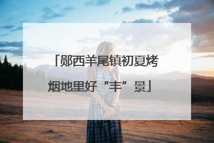 郧西羊尾镇初夏烤烟地里好“丰”景