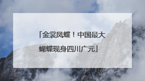 金裳凤蝶！中国最大蝴蝶现身四川广元