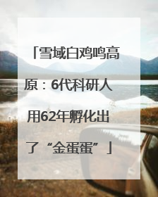 雪域白鸡鸣高原：6代科研人用62年孵化出了“金蛋蛋”